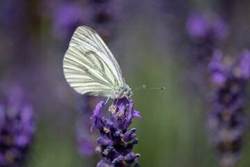 Lavendelblüte im Sommer, Kohlweißling bedient sich an süßen Pflanzensäften.