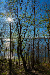 Wald an der Küste mit strahlender Sonne hochformat