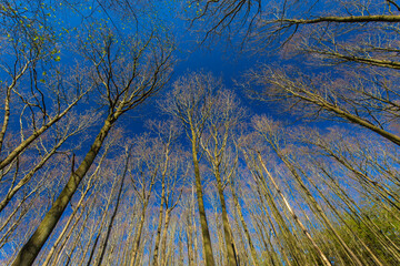 Bäume vor blauem Himmel Weitwinkel querformat