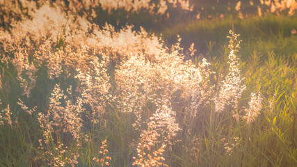 Soft focus blurred bokeh of sunlight through wild flowers grass field in sunrise and sunset background warm vintage tone.