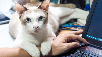 Cat Lies On Hand when working at home with computer laptop. Cat shows affection for Covid 19