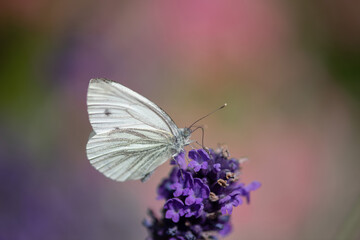 Lavendelblüte im Sommer, Kohlweißling bedient sich an süßen Pflanzensäften.