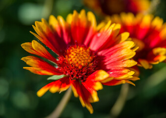  Flowers of gaillardia close up