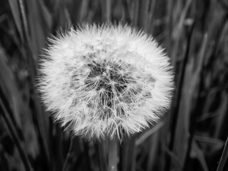 black and white dandelion seed head
