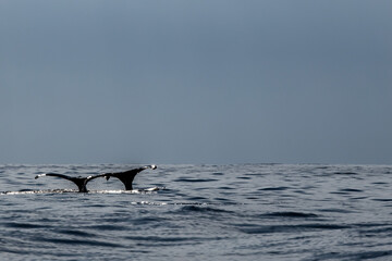 Fototapeta premium 小笠原諸島 鯨の親子