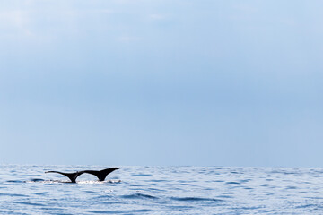 Fototapeta premium 小笠原諸島 鯨の親子
