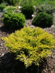 beautiful bright yellow juniper on a blurred background of small coniferous plants on a mulched garden bed. Flower desktop Wallpaper