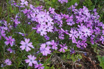 Phlox subulata
