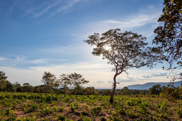 Fototapeta na wymiar Cerrado com árvores e montanhas.