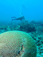 underwater coral reef scuba diver caribbean sea Venezuela