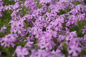 Phlox subulata flowers in the garden