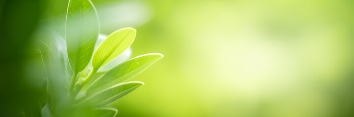 Obraz premium Concept nature of green leaf on blurred bokeh with copy space using as background natural, abstract background, greenery background, fresh wallpaper.