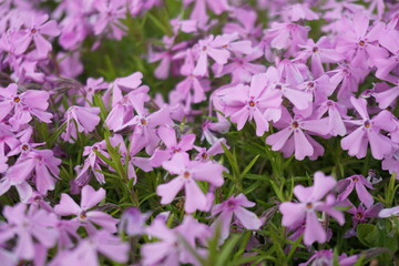 Phlox subulata flowers background