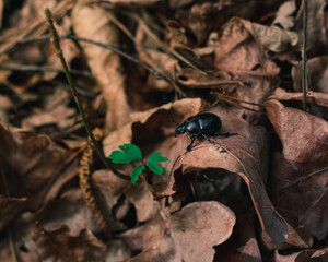 Black beetle walks on a dry leaf in forest