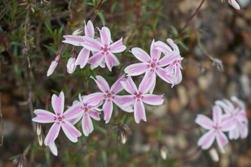 Phlox subulata Candy Stripe color