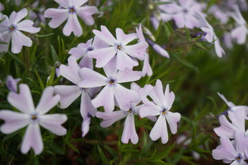 Phlox subulata