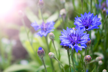Blue wildflowers, cornflowers, on a green meadow in summer, in the sun. Selective focus. Bokeh Banner. Copy space