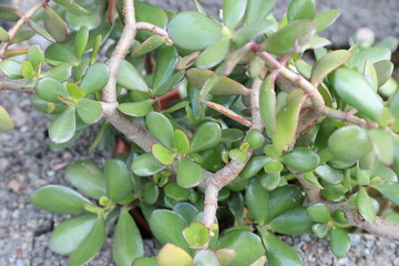 baobab Adansonia macro in the summer