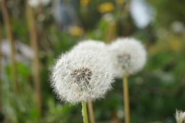 dandelion on green