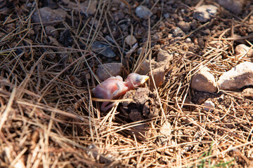 baby bird without feathers fallen out of the nest to the floor