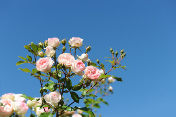 Rose rosa,
Bienenfreundliche Beetrose

