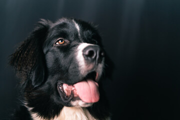 Landseer Neupfundländer Hund Newfoundland Studio Porträt