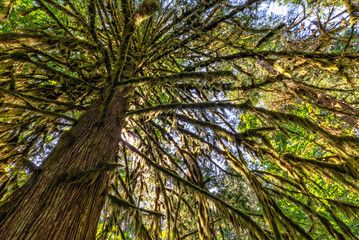 Douglas fir tree in  Cathedral Grove,  MacMillan Provincial Park, Vancouver island, British...