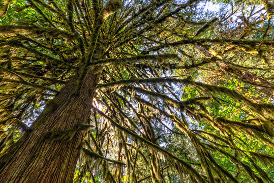 Douglas fir tree in  Cathedral Grove,  MacMillan Provincial Park, Vancouver island, British Columbia, Canada