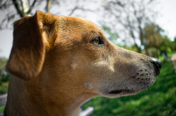 Portrait a dog. Ginger dog close up	
