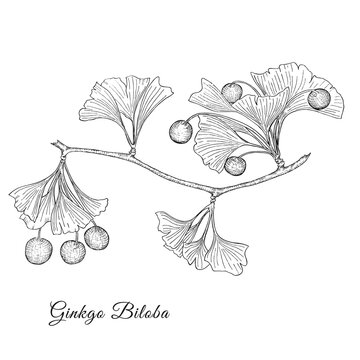 Ginkgo Biloba Tree Branch Isolated on White
