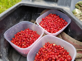 Trunk of an off-road Quad bike. Strawberry picking.