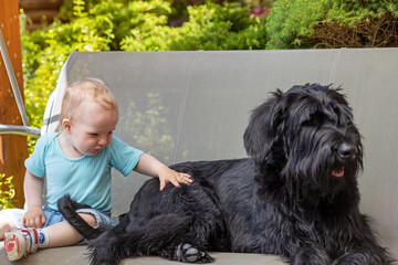 Cute baby boy is sitting on a swing outdoors next to Big Black Schnauzer Dog.