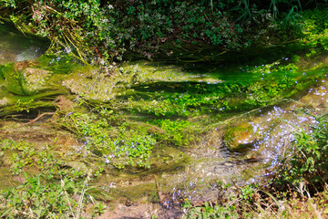 small river in the forest with green a plants