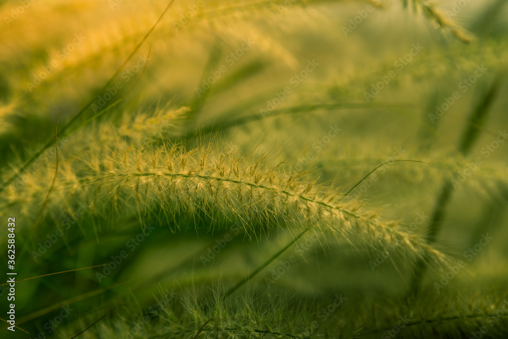 Wall mural African foxtail or fountain flower like long grass blooming with sunlight. Abstract bright color for Spring concept.