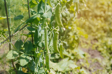 green peas in the garden. Tasty ripe green peas growing in the garden