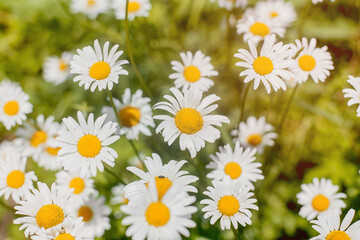 White daisies growing in the garden. Daisies in the grass, beautiful white small flowers