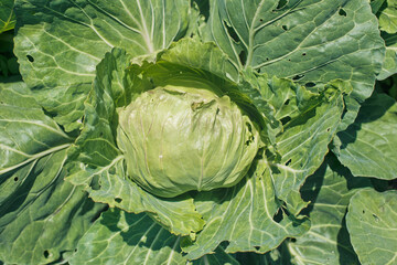 Fototapeta premium Fresh green garden cabbageclose up