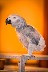 Fototapeta premium gray parrot sits on a cage, plucked tail