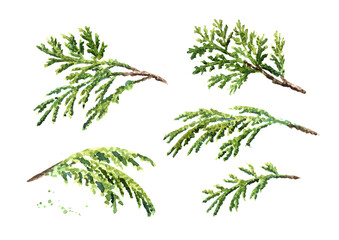 Cypress branches with needles set. Hand drawn watercolor illustration, isolated on white background