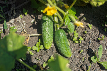 Obraz premium Cucumber growing in garden. Delicious ripe green cucumber growing in the garden