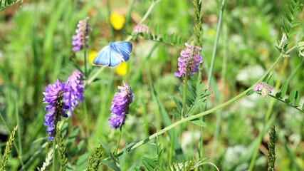 A blue moth flies over a flower meadow.