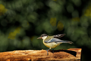Kohlmeise am Futterplatz