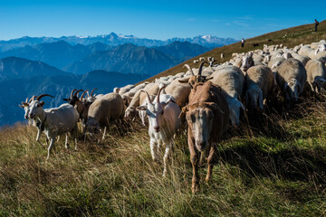 Ziegenherde am Monte Baldo