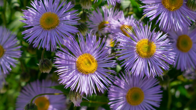 violet flower Fleabane (Erigeron, Darkest Of All)