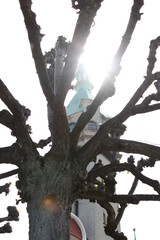 dead tree trunk