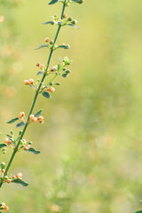 Close-up view the little plant on sunny day