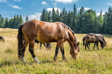 Obraz premium Wild horses, Muran plain, Slovakia