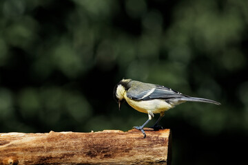 Kohlmeise am Futterplatz