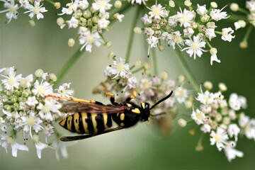 Wespe auf weißen Blüten