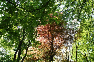 sun shining through trees